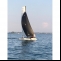 Katamaran Hobie Wildcat F18 Details